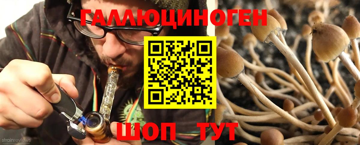 Псилоцибиновые грибы Psilocybe  Вход с VPN  Ачинск 